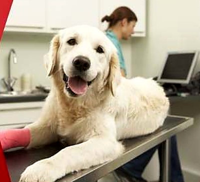 Perro golden retriever recostado en mesa de procedimientos clínica veterinaria